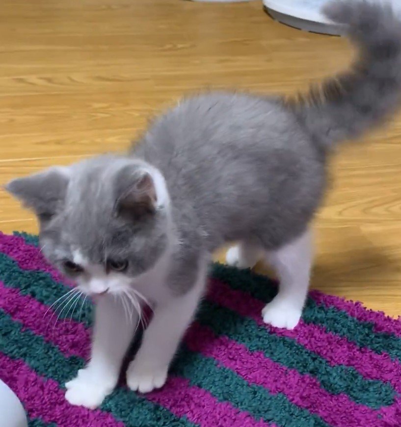 出所：@omochiomoching