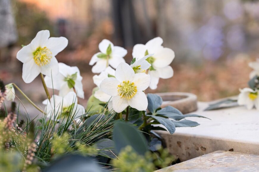 【秋冬ガーデニング】おすすめ《常緑多年草》6選。秋植え＆秋から春咲きの花で冬の庭も寂しくない！