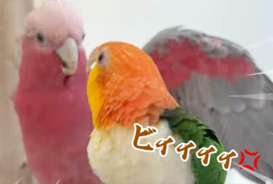 出所：@anz_omomiri