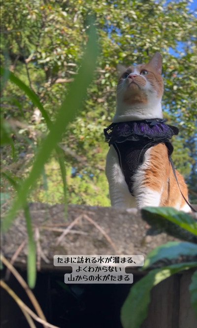 出所：＠monburan_sanpo