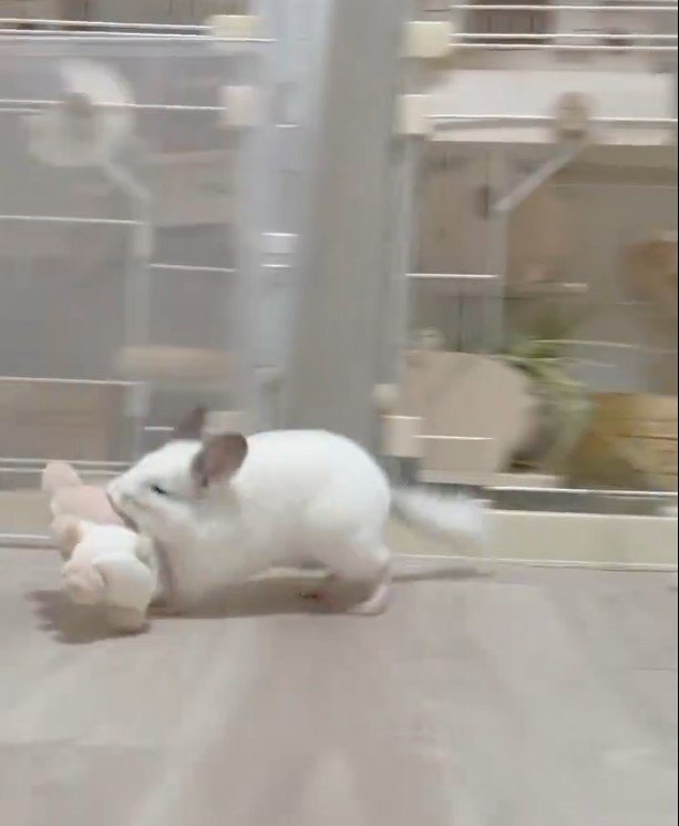 ぬいぐるみとチンチラ