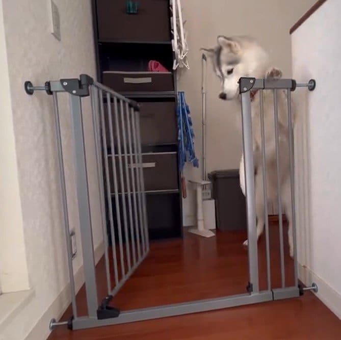 ゲートの前のハスキー犬