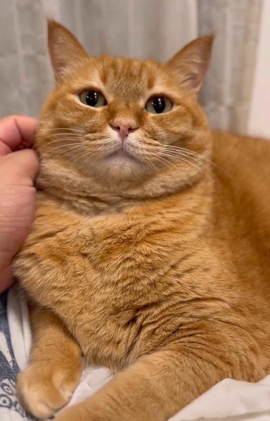 撫でられている猫