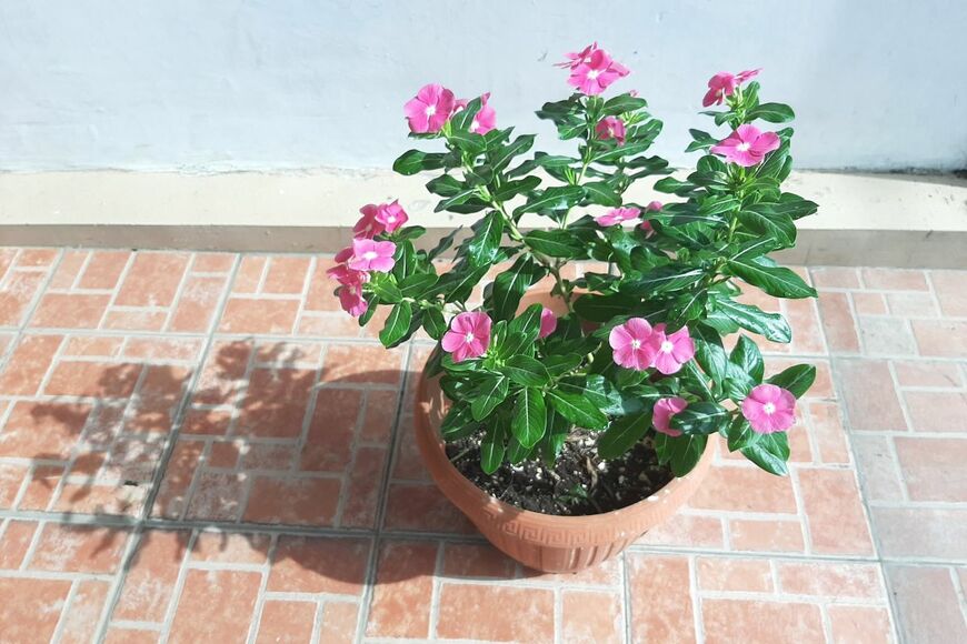 鉢植えでピンクの花を咲かせている、ニチニチソウ