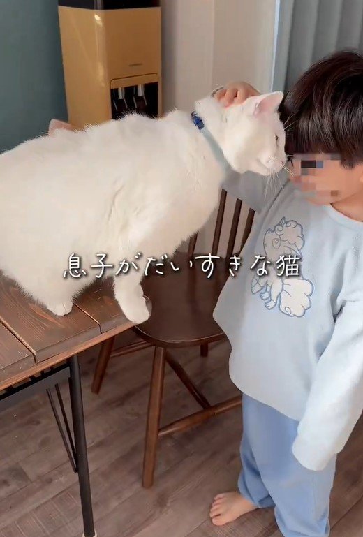 男の子と白猫