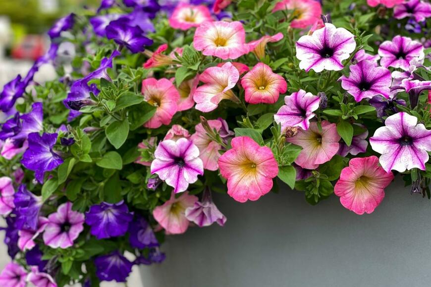 ペチュニアの花が咲いている。色は紫、ピンク。