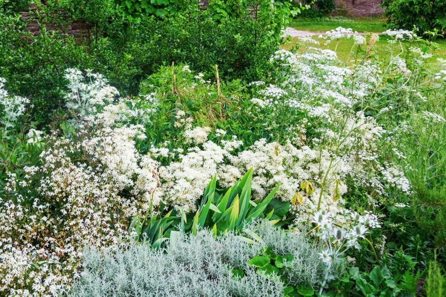 純白の花が咲き乱れる庭