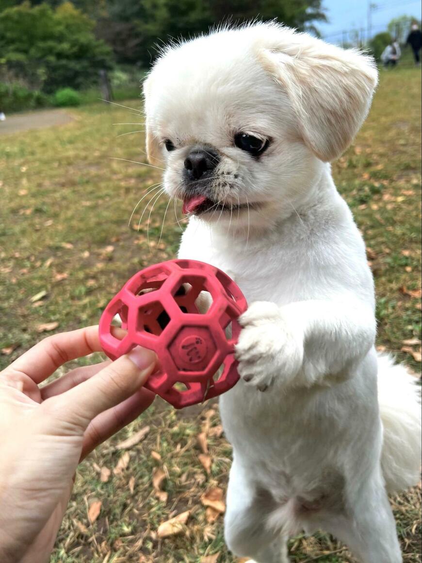おもちゃと犬
