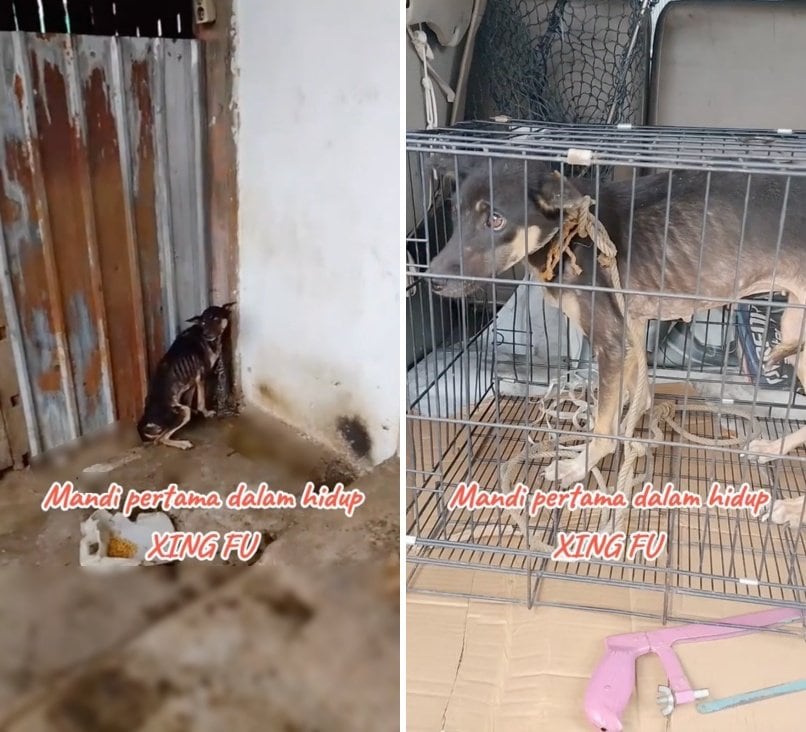 出所：<u><a href="https://www.tiktok.com/@jambidoglover/video/7650671682356579602" target="_blank">@jambidoglover</a></u>