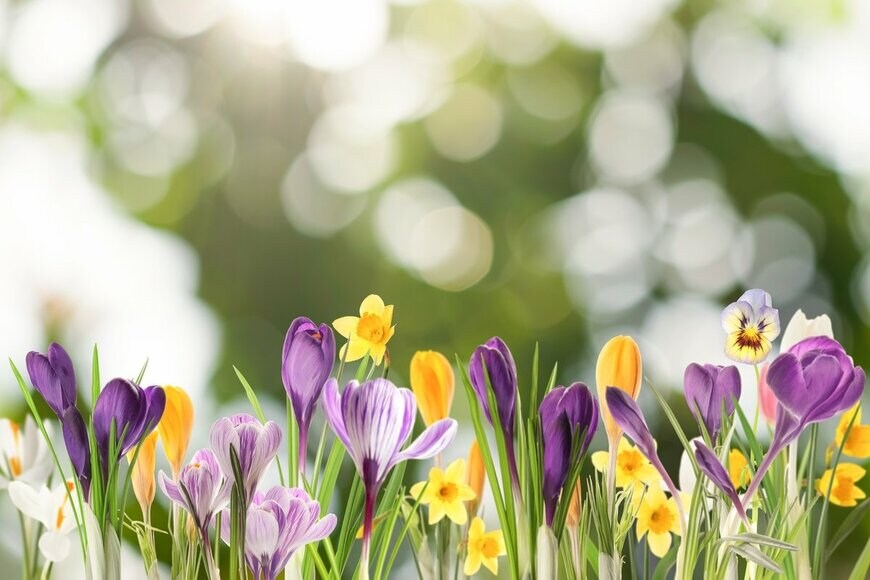 黄色や紫の春咲き球根植物が満開
