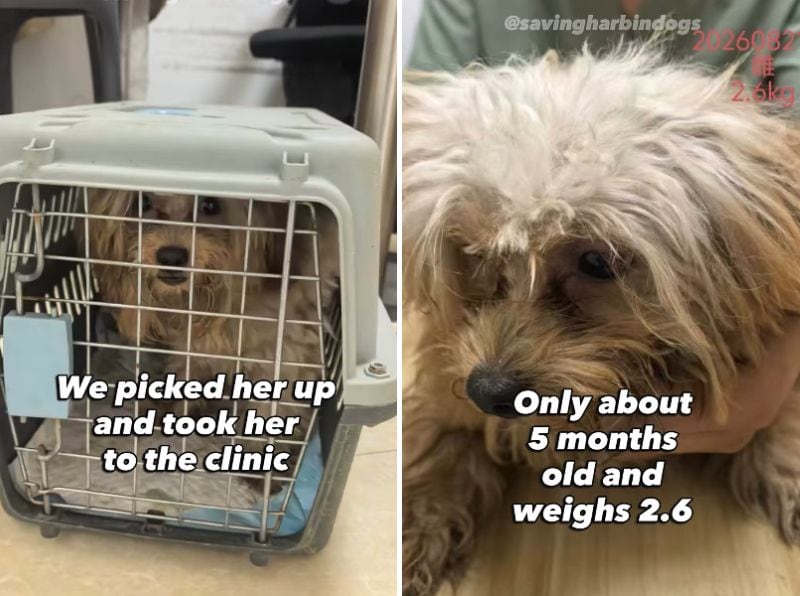 出所：<u><a href="https://www.instagram.com/p/DdBHz1PJc8z/" target="_blank">@savingharbindogs</a></u>