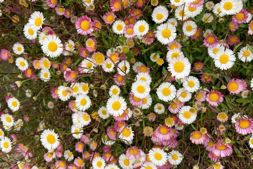 白とピンクのエリゲロンの花々