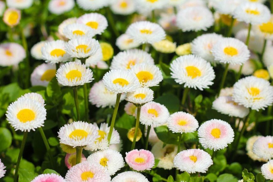 白いデージーの小花が咲いている