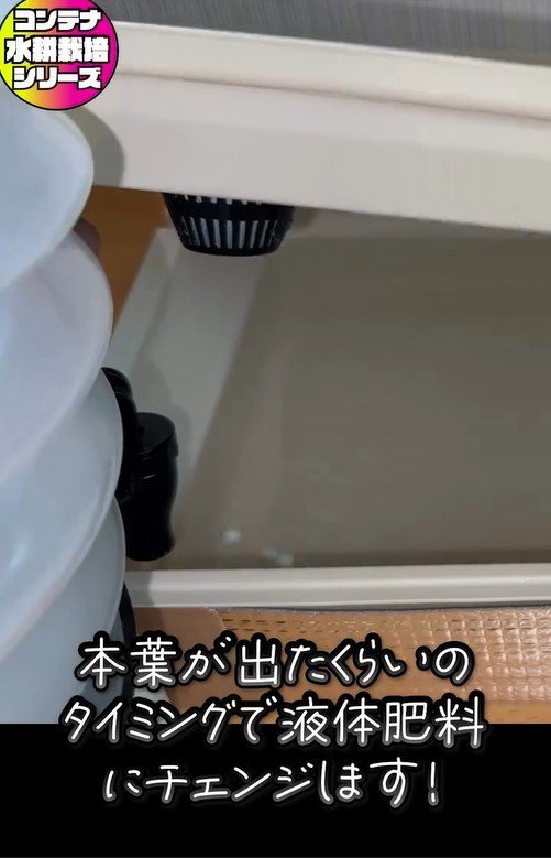 サンチュの水耕栽培、液体肥料を入れる