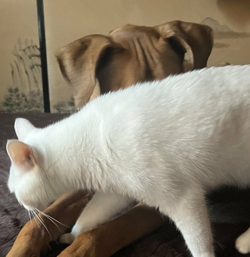 犬の前脚の隙間に手を入れたい猫