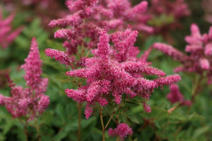 アスチルベが咲いている。色は濃いラズベリー色。