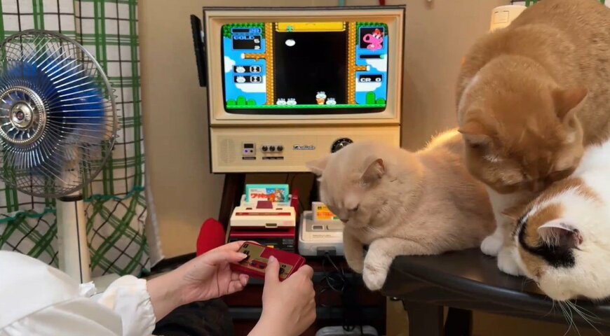 ゲームに熱中する母と、構ってほしい猫