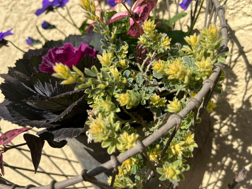 明るいライムグリーンの葉が美しいロータス・ブリムストン