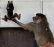 【動物園】おてんば娘のマントヒヒが見せる「身体能力の高さ」に驚き！「スパイダーマンみたいやー」の声【愛媛県】