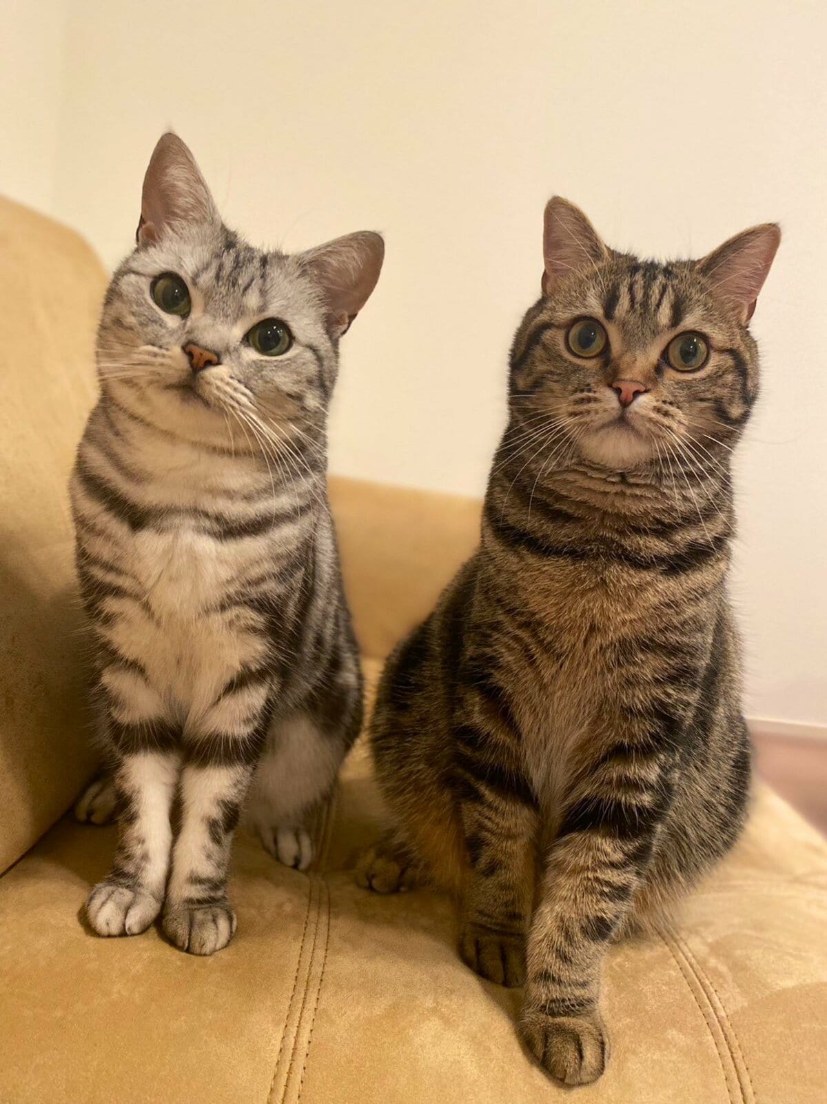 ◇ねこねこ画面◇1点ずつの合計2点 うっかり終電を逃してカラオケオールする人を叱ってくれる猫 The