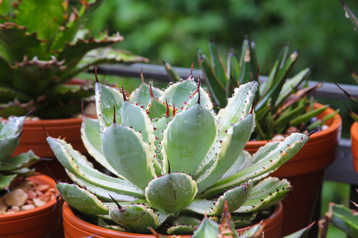 オススメの多肉植物9選】トゲや毛が生えた種類は個性的でオシャレ