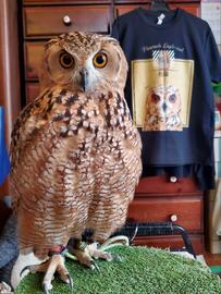 【激似のフクロウ】見た目が似ているとコメントが殺到！Tシャツとの2ショット写真に思わず2度見