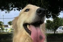 【気乗りしない】散歩の準備をするゴールデンレトリバー　「諦めの境地」に達した表情が話題