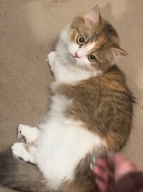 「もう終わりなの……？」撫でるのをやめた飼い主を見つめる猫ちゃん「圧強めな視線」にキュン