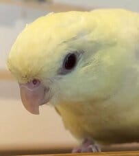 「アンテナたってますねー」インコについてしまった「寝ぐせ」がかわいい！その後の結果が意外でした