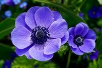 【ガーデニング】寒くても多年草で花壇が鮮やかに！ 冬に咲く花3選