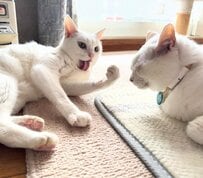 「かかってこいや〜」猫ちゃん強気ポーズを見せる…！迫力満点の顔が話題