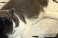 「枕見つけるの得意」まさかの場所を枕にしてくつろぐ猫　本当に快適なのか「気になる姿」が話題に