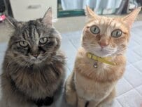 【ママの話を聞く猫】が話題！見事な“聞く力”に「イカ耳のチャンピオンだね」の声