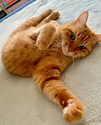 「可愛すぎ！」ベッドでくつろぐ猫ちゃんを見てみると…まさかのポーズにXユーザー悶絶