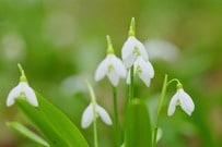 植えっぱなしで毎年冬～早春に花が咲く「秋植え球根植物」3選！ローメンテで初心者も育てやすい