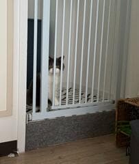 「ウニャウニャ言ってると思ったら」猫の思わぬ様子に笑ってしまう