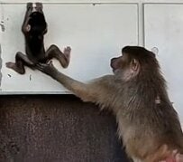 【動物園】おてんば娘のマントヒヒが見せる「身体能力の高さ」に驚き！「スパイダーマンみたいやー」の声【愛媛県】