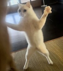 【話題】手をパーにして威嚇する猫さんの姿に思わずホッコリ　SNSユーザー「アライグマみたい」