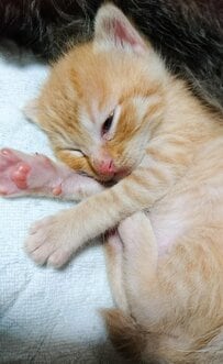 【子猫→成長後の変化】表情豊かに“不敵な笑み”を浮かべる猫にほっこり