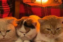 コタツに入ろうとしたら猫が…想像を上回る癒しの光景が7万バズ