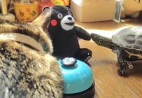 「求愛ダンスでは…！？」ぬいぐるみに”浮気”する亀を見つめる猫→浮気発覚の結末に思わず笑ってしまう