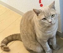 「ドーナツできました」ふっくら猫ちゃん→見事な円形のしっぽに思わずほっこり