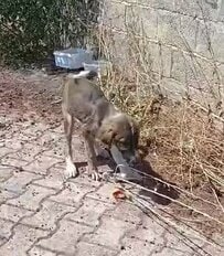 道路脇で足を引きずっていた生後4か月の子犬を保護 病院で深刻な状態が判明し、手術に向けての治療がスタート