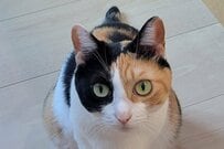 猫のお尻を拭いた結果→何とも言えない顔で「ジッ…」　思わず二度見してしまう表情が話題に