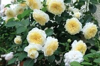バラ栽培歴30年ガーデナーが「植えてよかった」初心者におすすめの《病気に強いバラ》品種6選