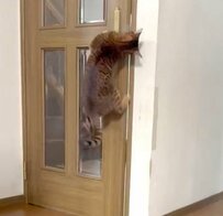 「今日も元気に行ってきまーす」猫ちゃんが器用にガチャリ！自分でドアを開ける様子がかわいいと話題に