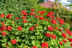 【ガーデニング】オススメの多年草7選！夏の庭を大人っぽくオシャレに、鮮やかで美しい花々
