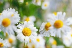 いい香りの花で癒される《ハーブ》おすすめ6選＆香りの楽しみ方4選！植えっぱなしOKの植物も