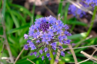 ガーデニング】やっぱりカワイイ球根植物8選＜植えっぱなしOK＞丈夫で毎年開花する花々を紹介  お世話楽ちん＆初心者でも育てやすい！ことしの花壇に迎えてみては？ | 2ページ目 | LIMO | くらしとお金の経済メディア