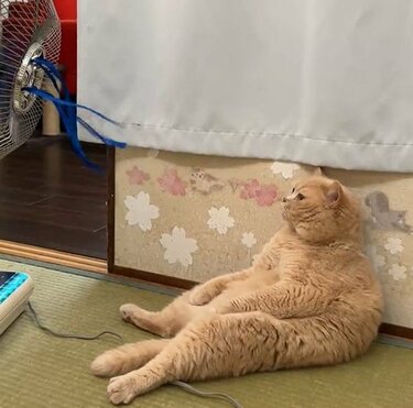 2万9000バズ】扇風機で涼む猫…昭和感に癒される人続出 | LIMO 2万9000バズ】扇風機で涼む猫…昭和感に癒される人続出 | LIMO